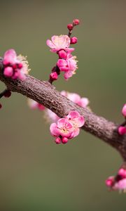 Preview wallpaper plum flowers, plum, flowers, petals, spring, branch