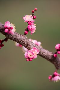 Preview wallpaper plum flowers, plum, flowers, petals, spring, branch