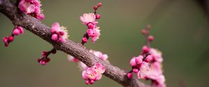 Preview wallpaper plum flowers, plum, flowers, petals, spring, branch