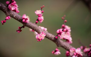 Preview wallpaper plum flowers, plum, flowers, petals, spring, branch