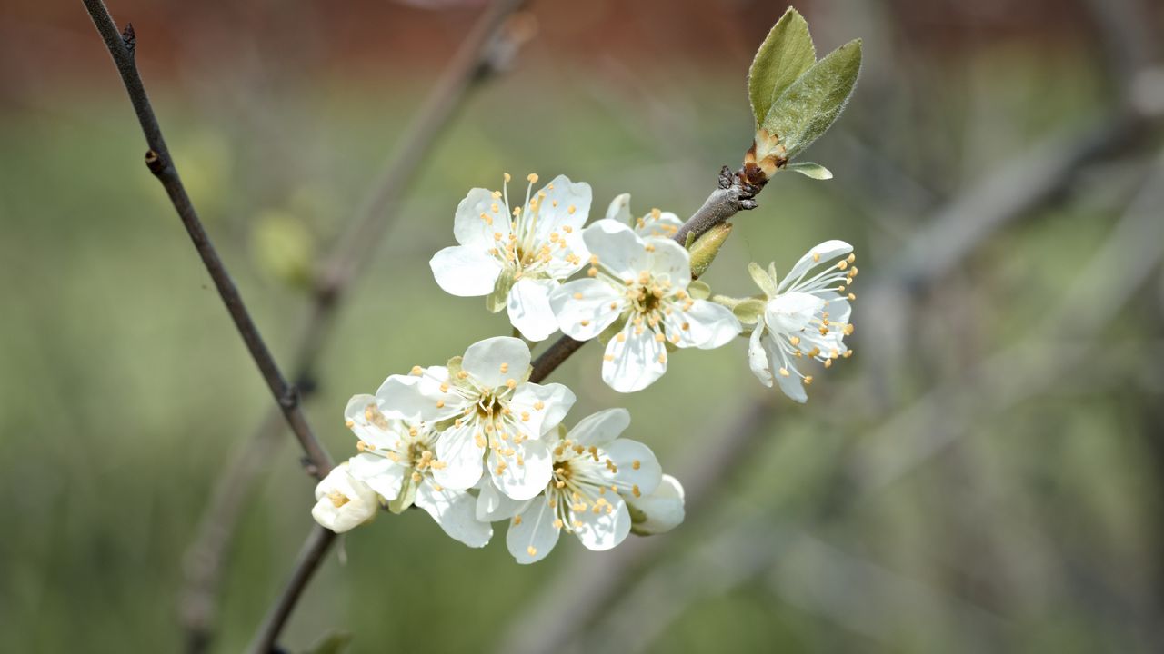 Wallpaper plum flowers, plum, flowers, petals, spring, white