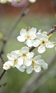 Preview wallpaper plum flowers, plum, flowers, petals, spring, white