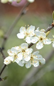 Preview wallpaper plum flowers, plum, flowers, petals, spring, white