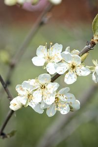 Preview wallpaper plum flowers, plum, flowers, petals, spring, white