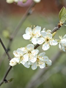 Preview wallpaper plum flowers, plum, flowers, petals, spring, white