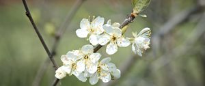 Preview wallpaper plum flowers, plum, flowers, petals, spring, white