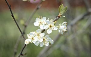 Preview wallpaper plum flowers, plum, flowers, petals, spring, white