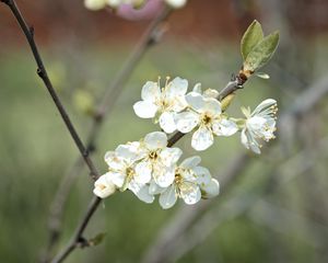 Preview wallpaper plum flowers, plum, flowers, petals, spring, white