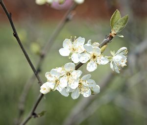 Preview wallpaper plum flowers, plum, flowers, petals, spring, white