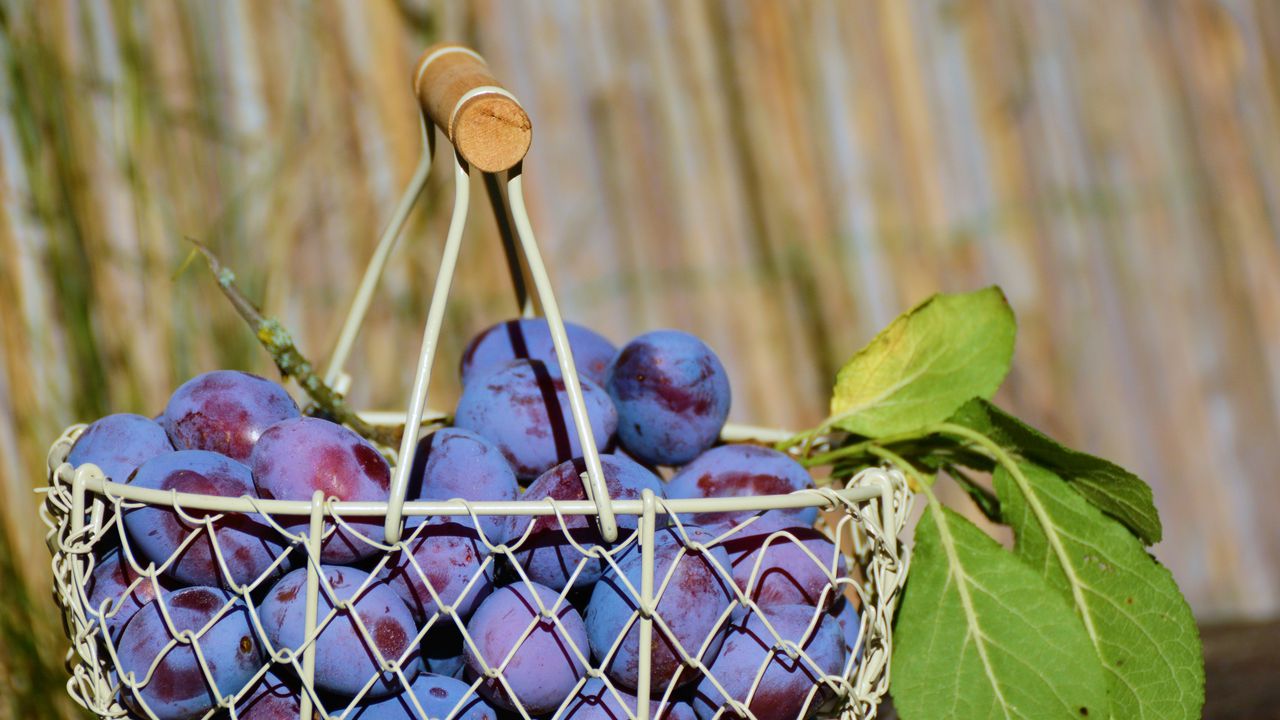 Wallpaper plum, fruit, basket