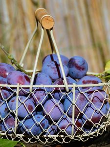 Preview wallpaper plum, fruit, basket