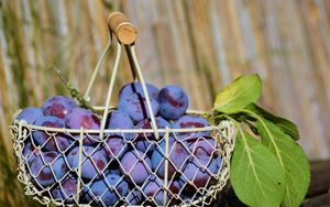 Preview wallpaper plum, fruit, basket