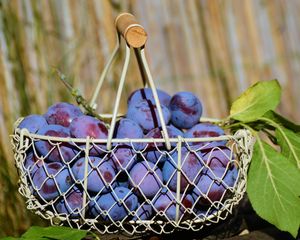 Preview wallpaper plum, fruit, basket