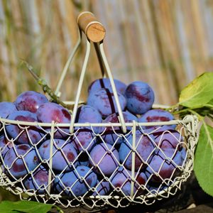 Preview wallpaper plum, fruit, basket