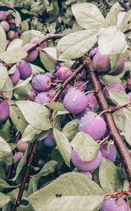 Preview wallpaper plum, fruit, branch, leaves