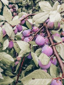 Preview wallpaper plum, fruit, branch, leaves