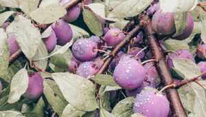 Preview wallpaper plum, fruit, branch, leaves