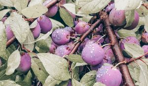 Preview wallpaper plum, fruit, branch, leaves