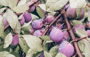 Preview wallpaper plum, fruit, branch, leaves