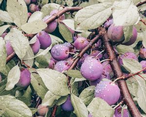 Preview wallpaper plum, fruit, branch, leaves