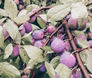 Preview wallpaper plum, fruit, branch, leaves