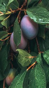 Preview wallpaper plum, fruit, leaves, wet, drops