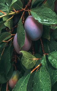 Preview wallpaper plum, fruit, leaves, wet, drops