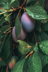 Preview wallpaper plum, fruit, leaves, wet, drops