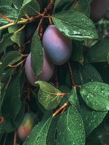 Preview wallpaper plum, fruit, leaves, wet, drops