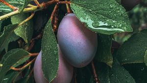 Preview wallpaper plum, fruit, leaves, wet, drops