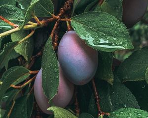 Preview wallpaper plum, fruit, leaves, wet, drops