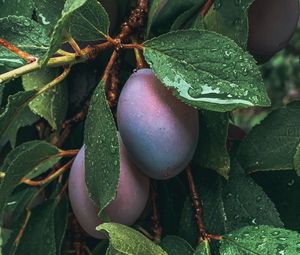 Preview wallpaper plum, fruit, leaves, wet, drops