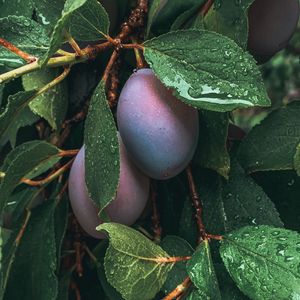 Preview wallpaper plum, fruit, leaves, wet, drops