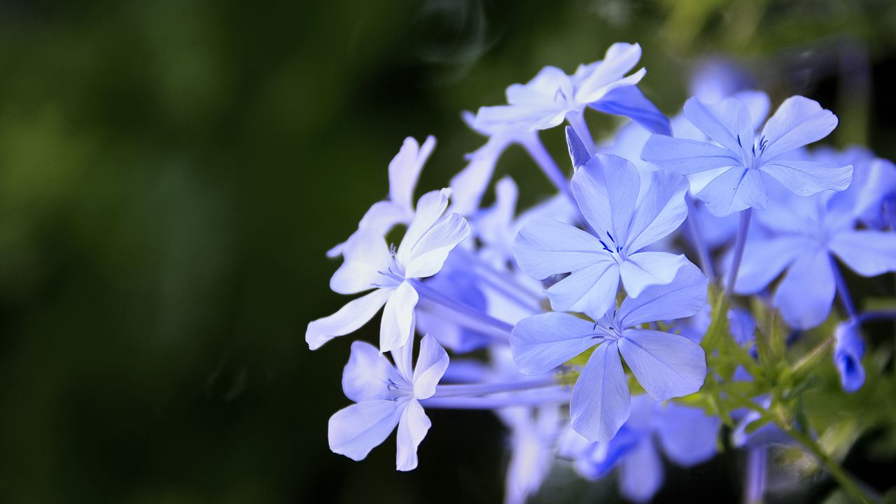 Wallpaper plumbago, flowers, blue, petals, blur