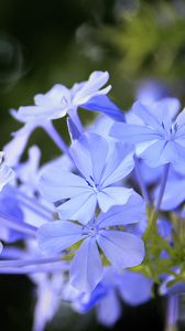 Preview wallpaper plumbago, flowers, blue, petals, blur