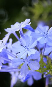 Preview wallpaper plumbago, flowers, blue, petals, blur