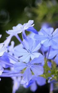 Preview wallpaper plumbago, flowers, blue, petals, blur