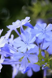 Preview wallpaper plumbago, flowers, blue, petals, blur