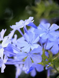 Preview wallpaper plumbago, flowers, blue, petals, blur