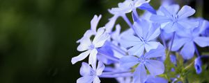 Preview wallpaper plumbago, flowers, blue, petals, blur