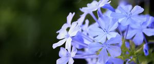 Preview wallpaper plumbago, flowers, blue, petals, blur