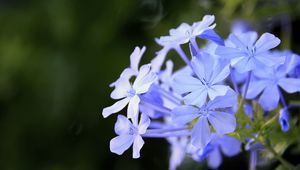 Preview wallpaper plumbago, flowers, blue, petals, blur