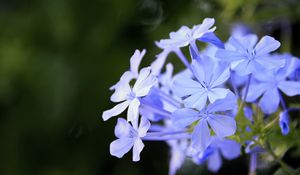 Preview wallpaper plumbago, flowers, blue, petals, blur