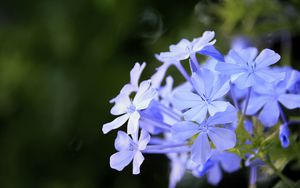 Preview wallpaper plumbago, flowers, blue, petals, blur