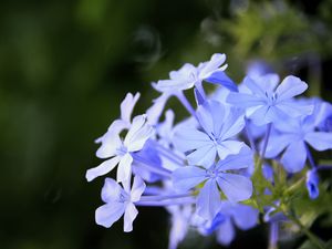 Preview wallpaper plumbago, flowers, blue, petals, blur