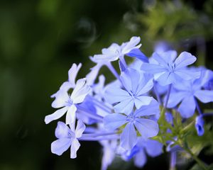 Preview wallpaper plumbago, flowers, blue, petals, blur