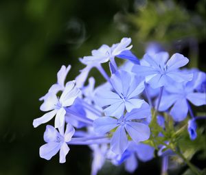 Preview wallpaper plumbago, flowers, blue, petals, blur