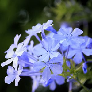 Preview wallpaper plumbago, flowers, blue, petals, blur