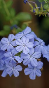 Preview wallpaper plumbago, flowers, petals, blue, macro