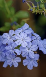 Preview wallpaper plumbago, flowers, petals, blue, macro